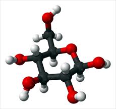 Glucose production