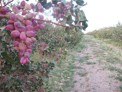 Pistachio garden