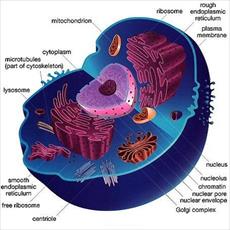 Cell research and its organization