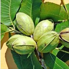 Tropical fruit Research