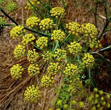 Fennel paper