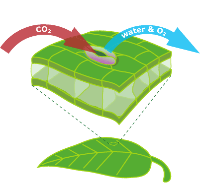 Research photosynthesis