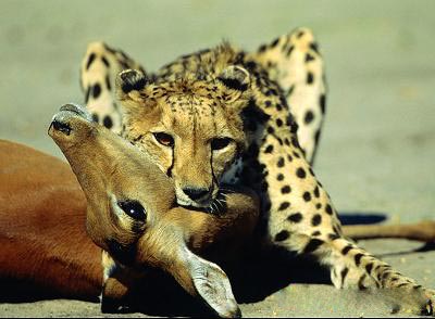 Wildlife Research in Iran