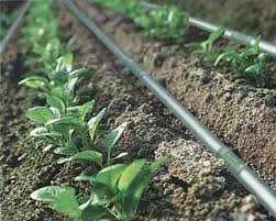 Paper drip irrigation