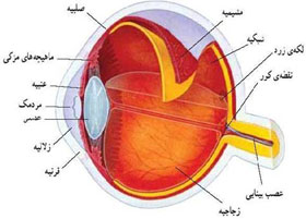 دانلود پاورپوینت چشم واجزاء آن 18 اسلاید