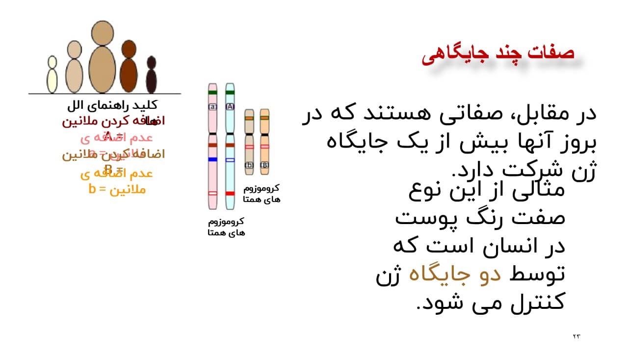 پاورپوینت انواع صفات زیست شناسی دوازدهم