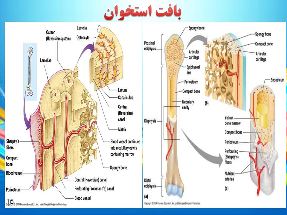 پاورپوینت یاخته و بافت جانوری گفتار 1 فصل 2 زیست شناسی دهم